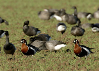 Red-breasted Goose Branta ruficollis