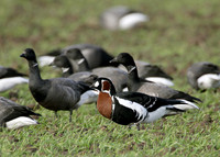 Red-breasted Goose Branta ruficollis