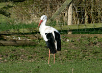 White Stork Ciconia ciconia
