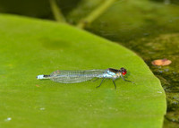 Red-eyed Damselfly Erythromma najas