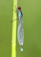 Red-eyed Damselfly Erythromma najas