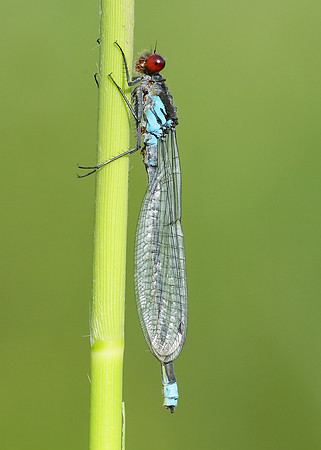 Red-eyed Damselfly Erythromma najas
