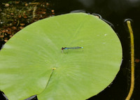 Red-eyed Damselfly Erythromma najas