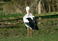 White Stork Ciconia ciconia