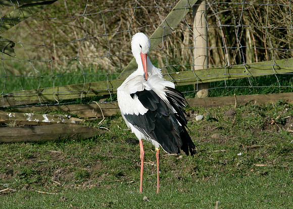 White Stork Ciconia ciconia
