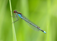 Red-eyed Damselfly Erythromma najas