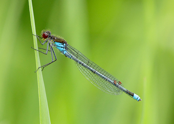 Red-eyed Damselfly Erythromma najas