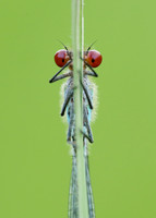 Red-eyed Damselfly Erythromma najas
