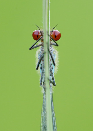 Red-eyed Damselfly Erythromma najas