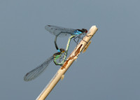Red-eyed Damselfly Erythromma najas