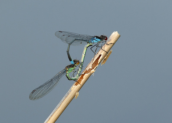 Red-eyed Damselfly Erythromma najas