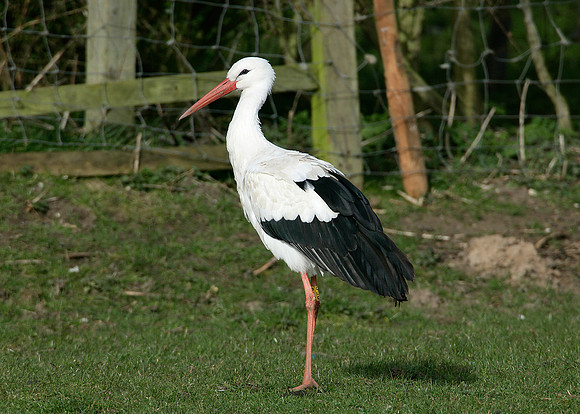 White Stork Ciconia ciconia