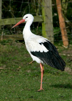 White Stork Ciconia ciconia