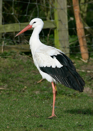 White Stork Ciconia ciconia