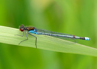 Red-eyed Damselfly Erythromma najas