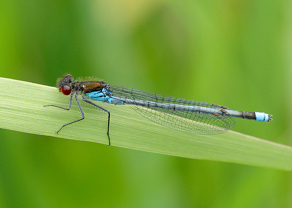 Red-eyed Damselfly Erythromma najas