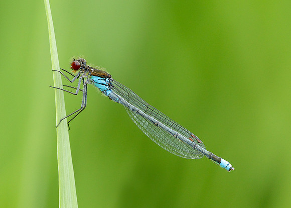 Red-eyed Damselfly Erythromma najas