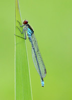 Red-eyed Damselfly Erythromma najas