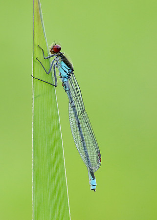 Red-eyed Damselfly Erythromma najas