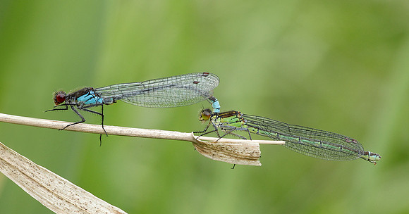 Red-eyed Damselfly Erythromma najas