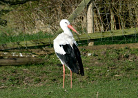 White Stork Ciconia ciconia