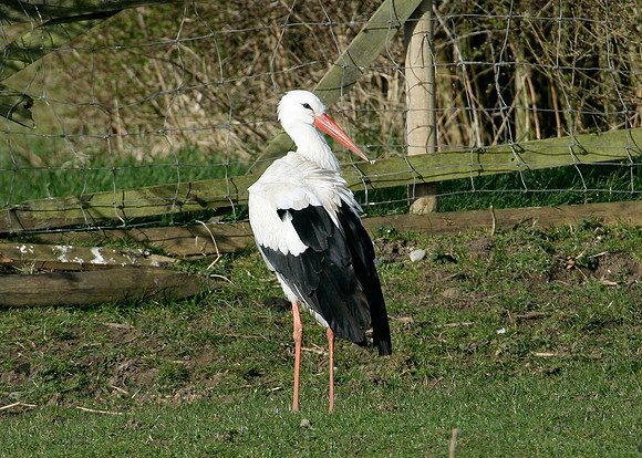 White Stork Ciconia ciconia