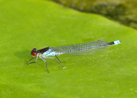 Red-eyed Damselfly Erythromma najas