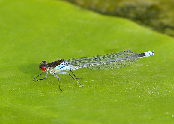 Red-eyed Damselfly Erythromma najas