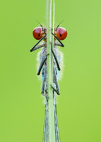 Red-eyed Damselfly Erythromma najas