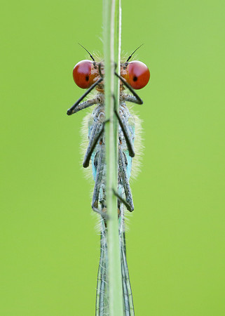 Red-eyed Damselfly Erythromma najas