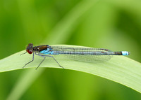 Red-eyed Damselfly Erythromma najas