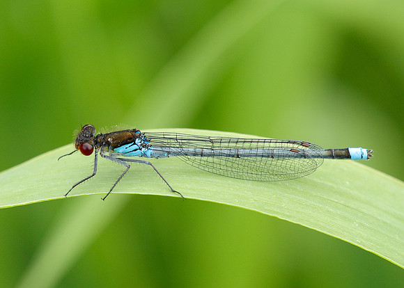 Red-eyed Damselfly Erythromma najas