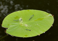 Red-eyed Damselfly Erythromma najas