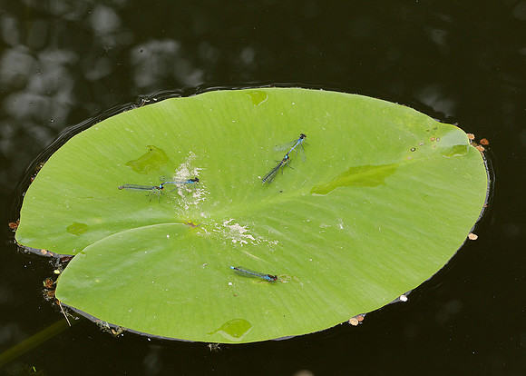 Red-eyed Damselfly Erythromma najas