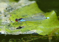 Red-eyed Damselfly Erythromma najas