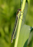 Red-eyed Damselfly Erythromma najas