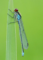 Red-eyed Damselfly Erythromma najas