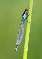 Red-eyed Damselfly Erythromma najas