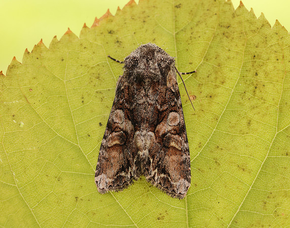73.265 BF2156 Beautiful Brocade Lacanobia contigua