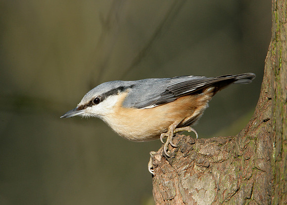 Nuthatch Sitta europaea