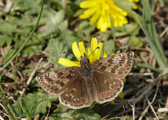 Dingy Skipper Erynnis tages