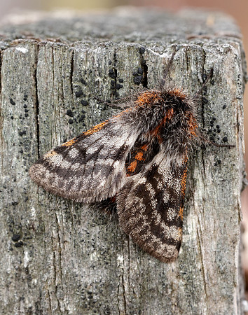 70.249 BF1929 Rannoch Brindled Beauty Lycia lapponaria