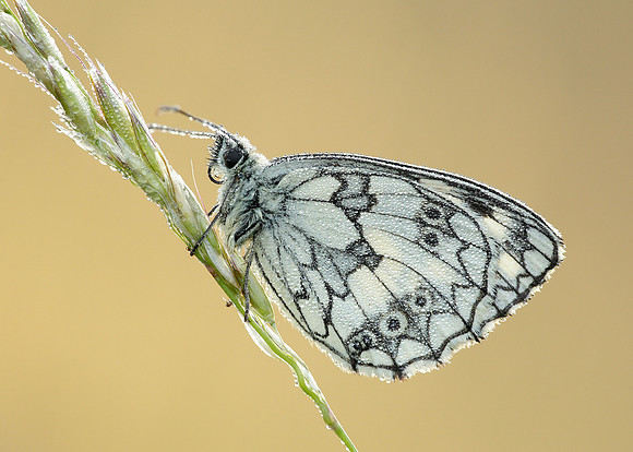 Marbled White Melanargia galathea