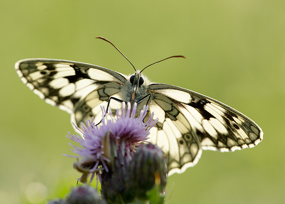 Marbled White Melanargia galathea
