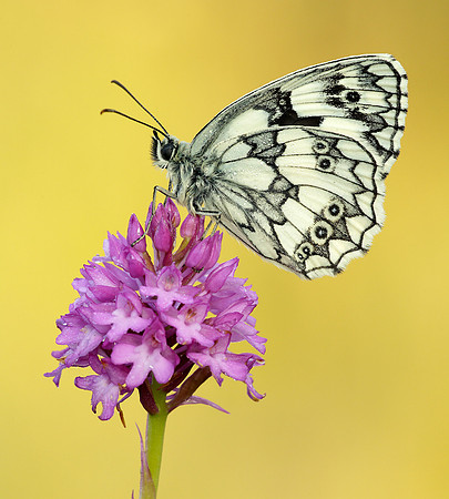 Marbled White Melanargia galathea