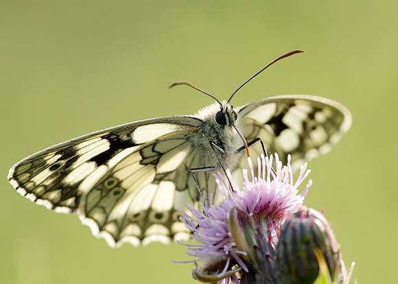 Marbled White Melanargia galathea