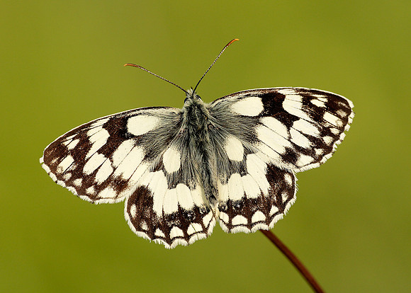 Marbled White Melanargia galathea