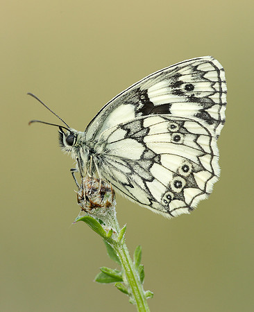 Marbled White Melanargia galathea
