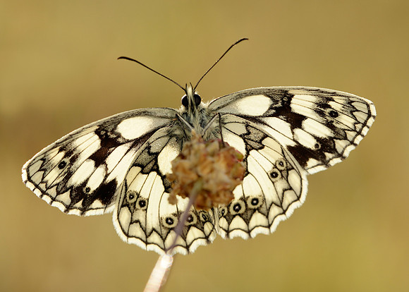 Marbled White Melanargia galathea