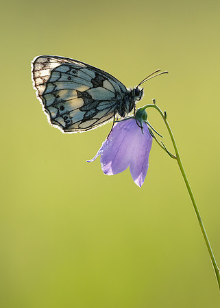 Marbled White Melanargia galathea
